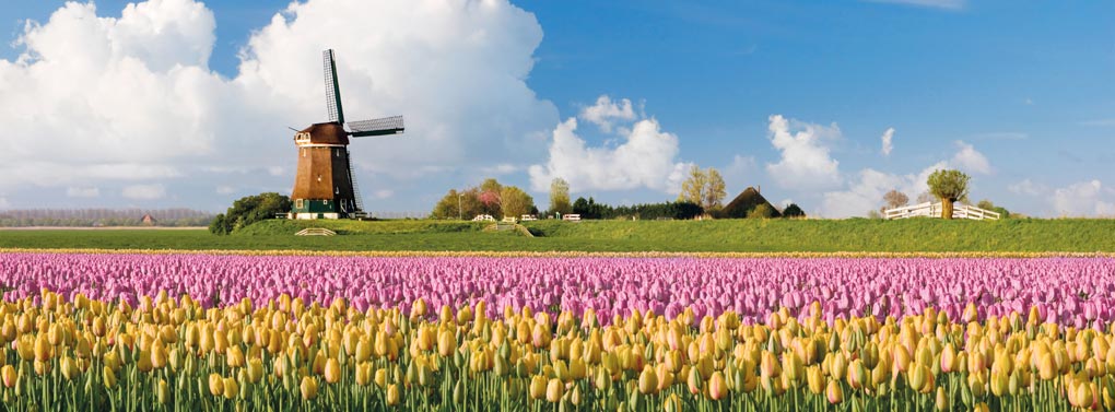 champs de tulipe et moulin a vent pays bas