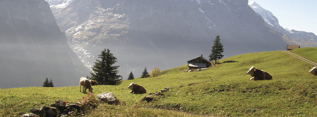 Grindelwald landschap