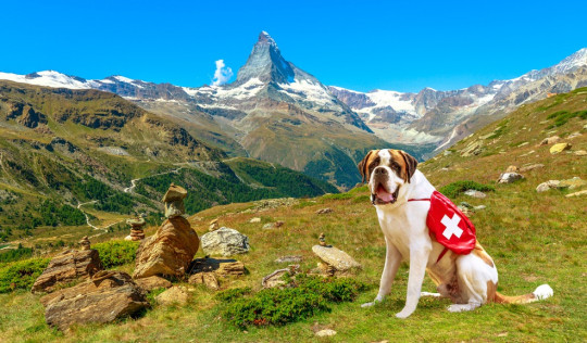randonnée en suisse avec son chien