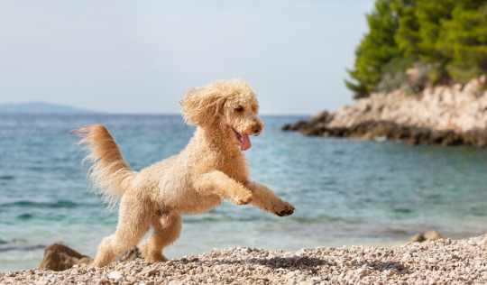 chien sur plage croatie