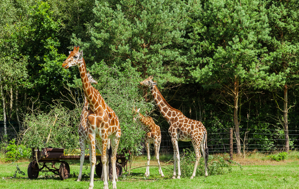 parc d'attraction Allemagne : Serengeti-Park (Hodenhagen)