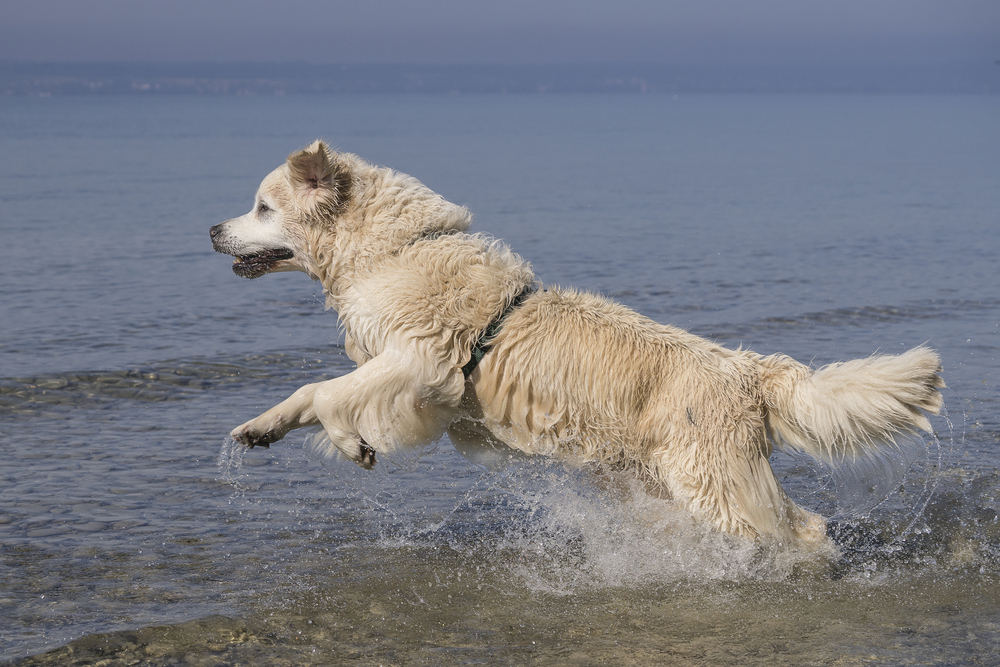 chien baignade lac de constance, randonnée suisse