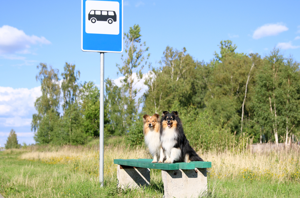 Voyager avec son chien dans les transports publics suisse
